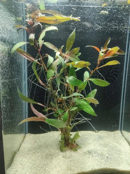 🌿 Ludwigia peruensis – Vibrant Two-Tone Aquarium Stem Plant
