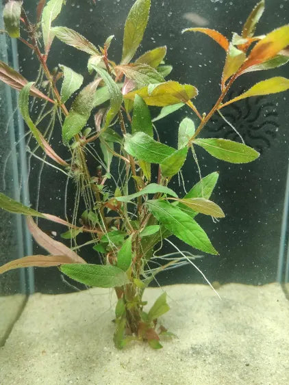 🌿 Ludwigia peruensis – Vibrant Two-Tone Aquarium Stem Plant
