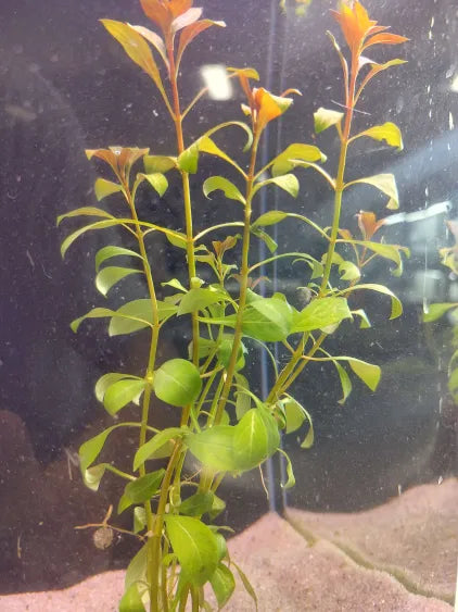 🌿 Ludwigia ovalis – Easy Red-Green Stem Plant for Natural Aquariums
