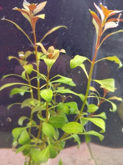🌿 Ludwigia ovalis – Easy Red-Green Stem Plant for Natural Aquariums