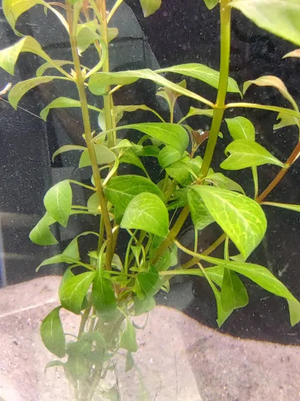 🌿 Ludwigia ovalis – Easy Red-Green Stem Plant for Natural Aquariums