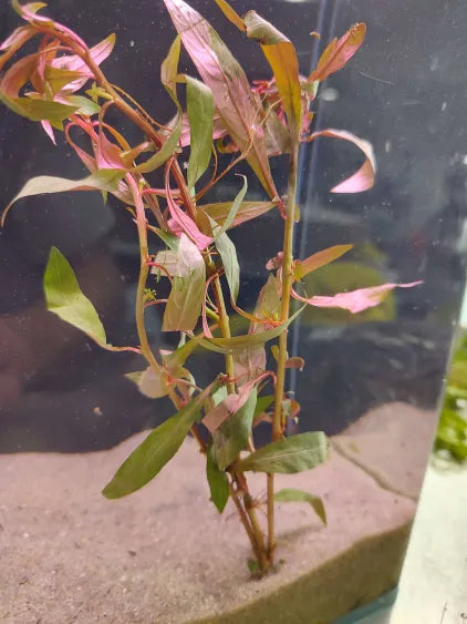 🌿 Ludwigia peruensis – Vibrant Two-Tone Aquarium Stem Plant