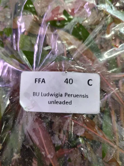 🌿 Ludwigia peruensis – Vibrant Two-Tone Aquarium Stem Plant