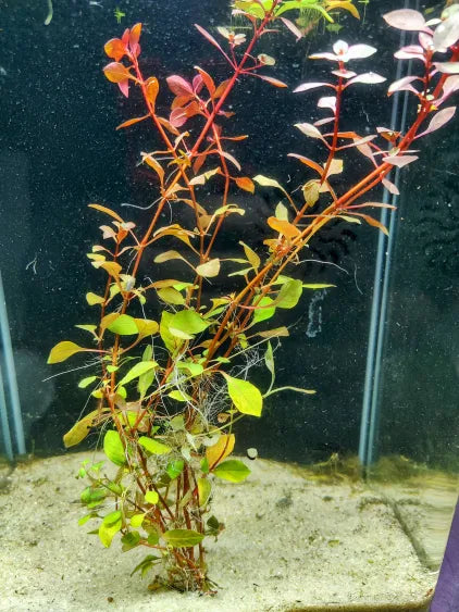 🌿 Ludwigia Super Red Mini – Compact Red Stem for Midground Pop