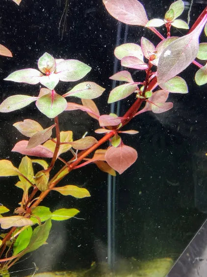 🌿 Ludwigia Super Red Mini – Compact Red Stem for Midground Pop