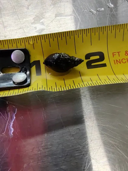 🐚 Malaysian Trumpet Snails – 10 Pack