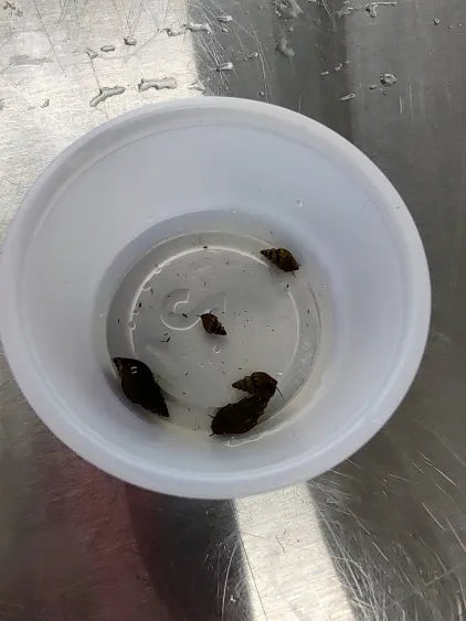 🐚 Malaysian Trumpet Snails – 10 Pack