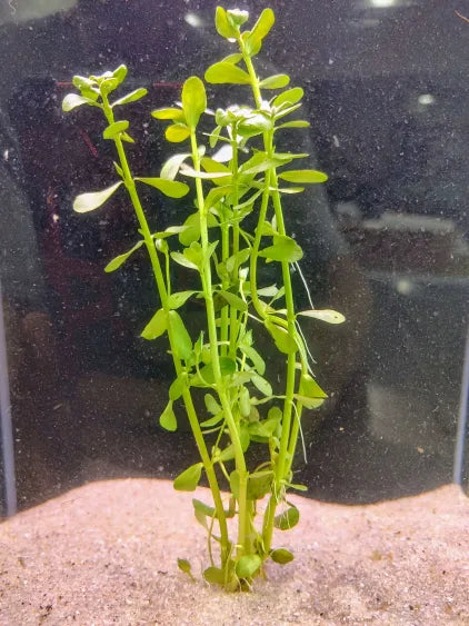 🌿 Moneywort (Bacopa monnieri) – Hardy, Versatile Aquarium Stem Plant