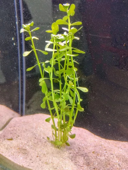 🌿 Moneywort (Bacopa monnieri) – Hardy, Versatile Aquarium Stem Plant
