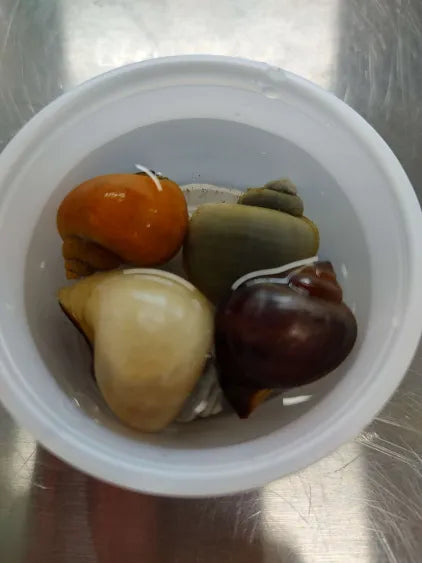 🐌 Mystery Snails (4 Pack) – Colorful, Peaceful Algae Eaters for Freshwater Tanks