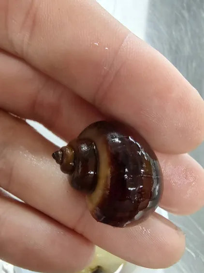 🐌 Mystery Snails (4 Pack) – Colorful, Peaceful Algae Eaters for Freshwater Tanks