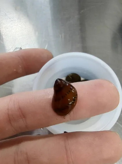 🐌 Nerite Snail 4-Pack – Natural Algae Control for Peaceful Aquariums4