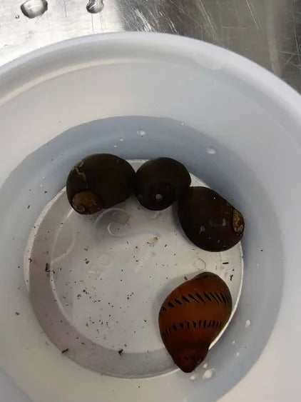 🐌 Nerite Snail 4-Pack – Natural Algae Control for Peaceful Aquariums4