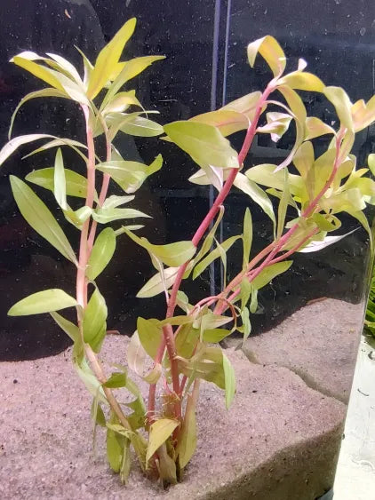 🌿 Nesaea Golden – Elegant and Vibrant Freshwater Stem Plant