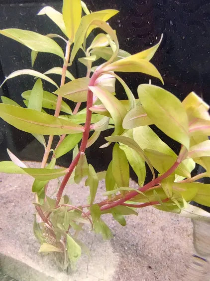 🌿 Nesaea Golden – Elegant and Vibrant Freshwater Stem Plant