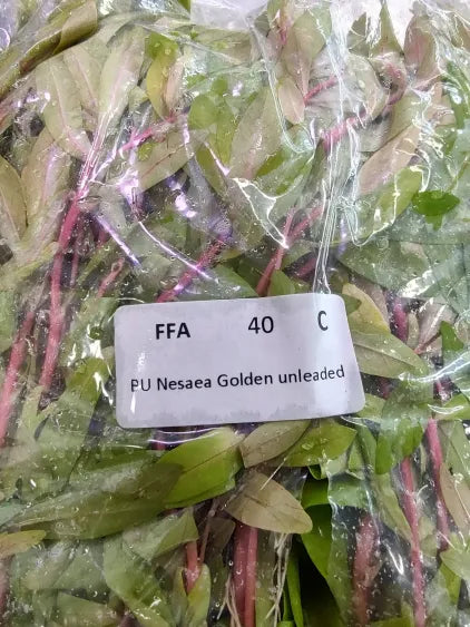 🌿 Nesaea Golden – Elegant and Vibrant Freshwater Stem Plant