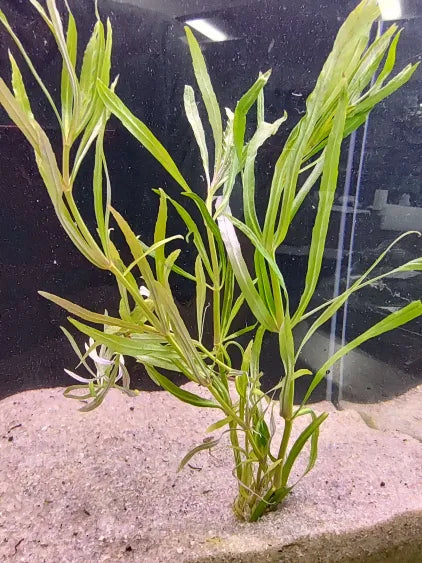 ✨ Pogostemon stellatus 'Narrowleaf' – Fine-Leaf Stem Plant for Natural Aquariums