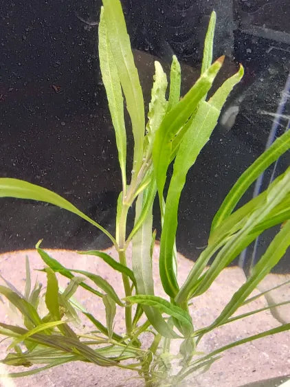 ✨ Pogostemon stellatus 'Narrowleaf' – Fine-Leaf Stem Plant for Natural Aquariums