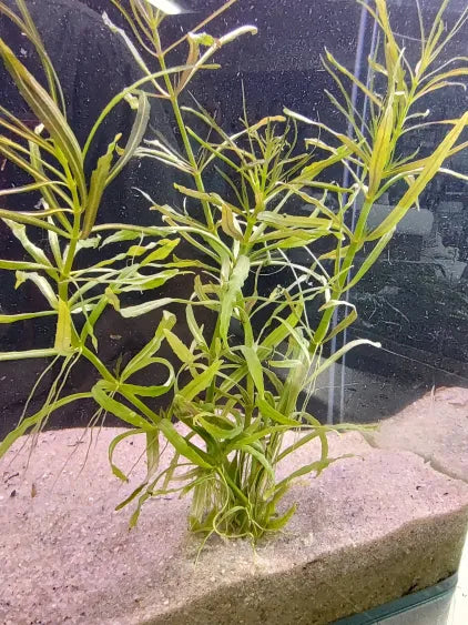 ✨ Pogostemon stellatus 'Narrowleaf' – Fine-Leaf Stem Plant for Natural Aquariums