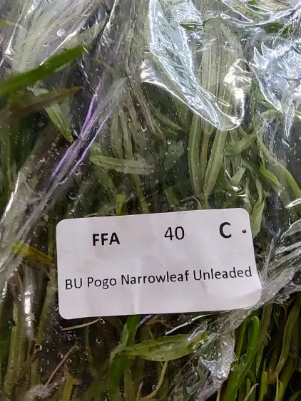 ✨ Pogostemon stellatus 'Narrowleaf' – Fine-Leaf Stem Plant for Natural Aquariums