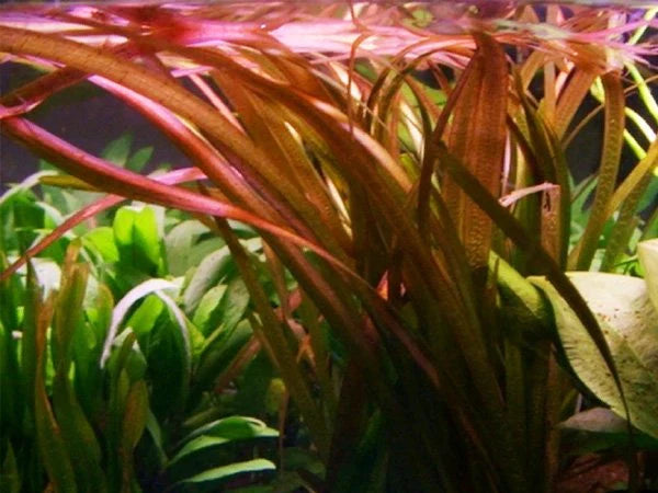 VALLISNERIA Jungle Red  - (Hardy, No CO2 Required, No Fertilizers Required)