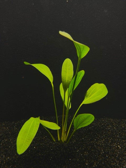SWORD 4 assorted med echinodorus  - (Hardy, No CO2 Required, No Fertilizers Required)