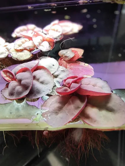 🌿 Red Root Floaters – Colorful Floating Plant for Natural Aquariums