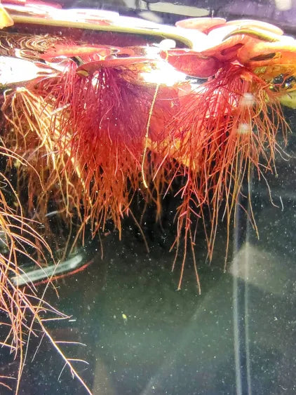 🌿 Red Root Floaters – Colorful Floating Plant for Natural Aquariums