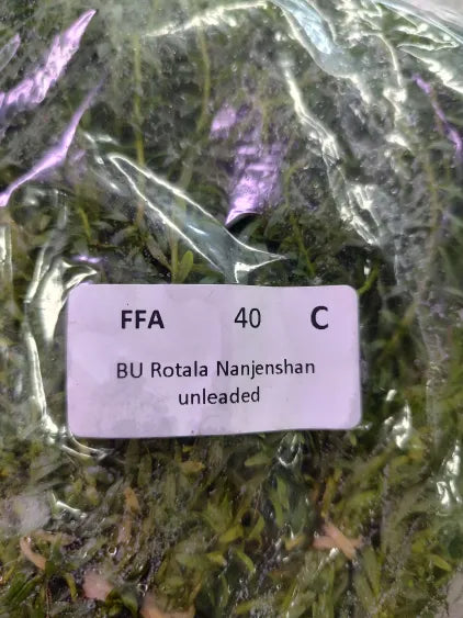 🌿 Rotala Nanjenshan – Striking Red Stem Plant for Aquascaping
