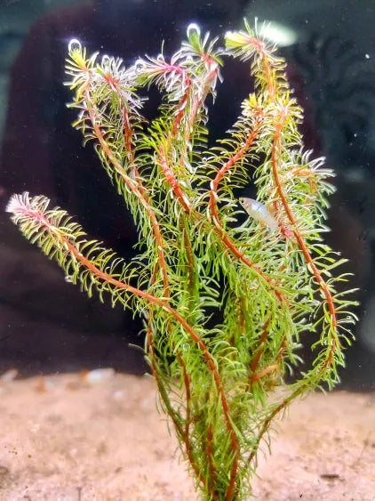 🌿 Rotala Wallichii – Vibrant Red Stem Plant for Aquascaping
