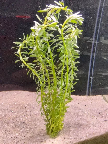 🌿 Rotala Nanjenshan – Striking Red Stem Plant for Aquascaping