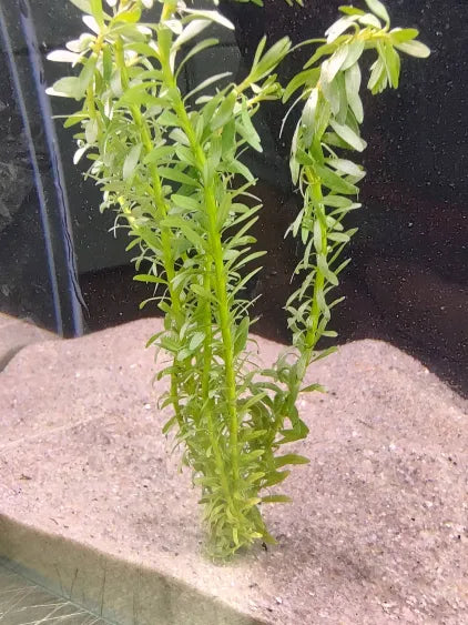 🌿 Rotala Nanjenshan – Striking Red Stem Plant for Aquascaping