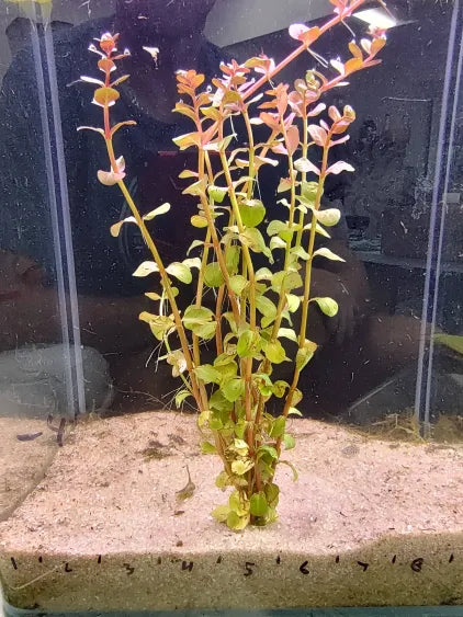 🌿 Rotala macrandra – Delicate Red Beauty for Experienced Aquascapers
