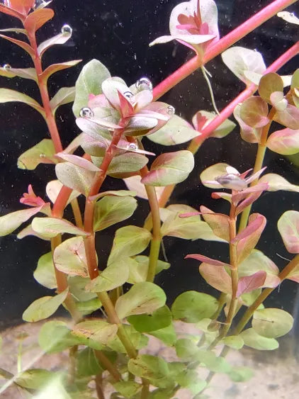 🌿 Rotala macrandra – Delicate Red Beauty for Experienced Aquascapers