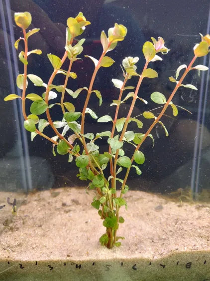 🌿 Rotala rotundifolia ‘Red’ – Easy-Color Stem Plant for Natural Aquariums