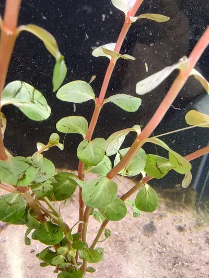 🌿 Rotala rotundifolia ‘Red’ – Easy-Color Stem Plant for Natural Aquariums
