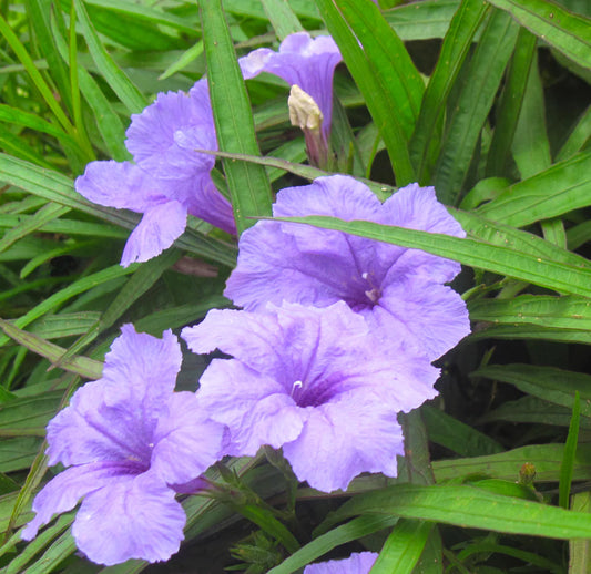 POND - Bluebell - Ruellia Brittonia