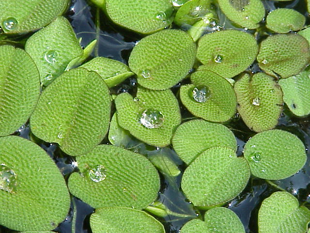 SALVINIA - (Hardy, No CO2 Required, No Fertilizers Required)