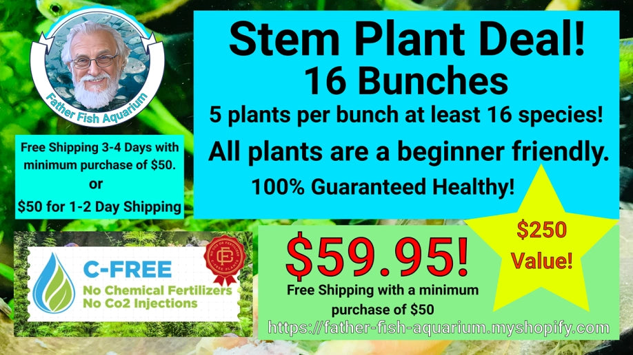 AAA SPECIAL DEAL STEM PLANTS  -  --16 bunches  ONLY $59.95