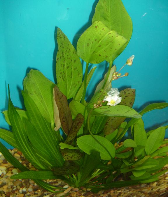 SWORD 4 assorted med echinodorus  - (Hardy, No CO2 Required, No Fertilizers Required)
