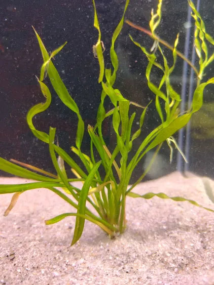 🌿 Tesuvious Sword (Echinodorus ‘Tropica Vesuvius’) – Spiraling, Eye-Catching Midground Sword Plant