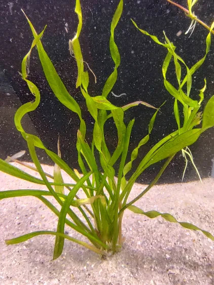 🌿 Tesuvious Sword (Echinodorus ‘Tropica Vesuvius’) – Spiraling, Eye-Catching Midground Sword Plant