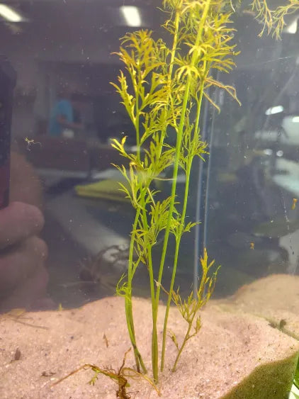 🌿 Water Sprite 'Laceleaf' – Delicate Green Growth for Natural Aquariums