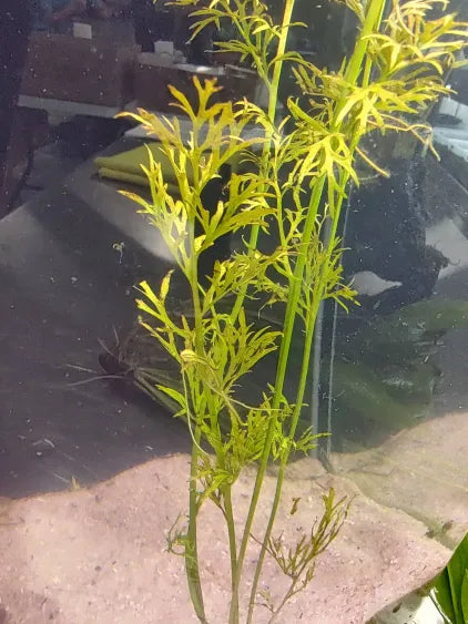 🌿 Water Sprite 'Laceleaf' – Delicate Green Growth for Natural Aquariums