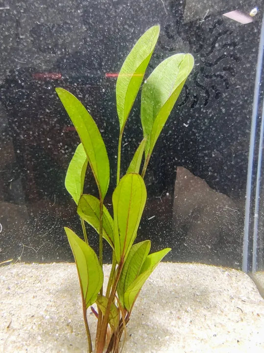 Altlandsberg Sword deep green rosette Echinodorus in a natural aquarium
