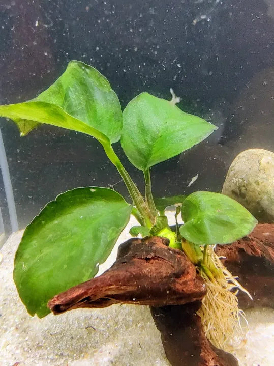 Anubias barteri broad-leaf rhizome attached to driftwood in a low-light natural aquarium
