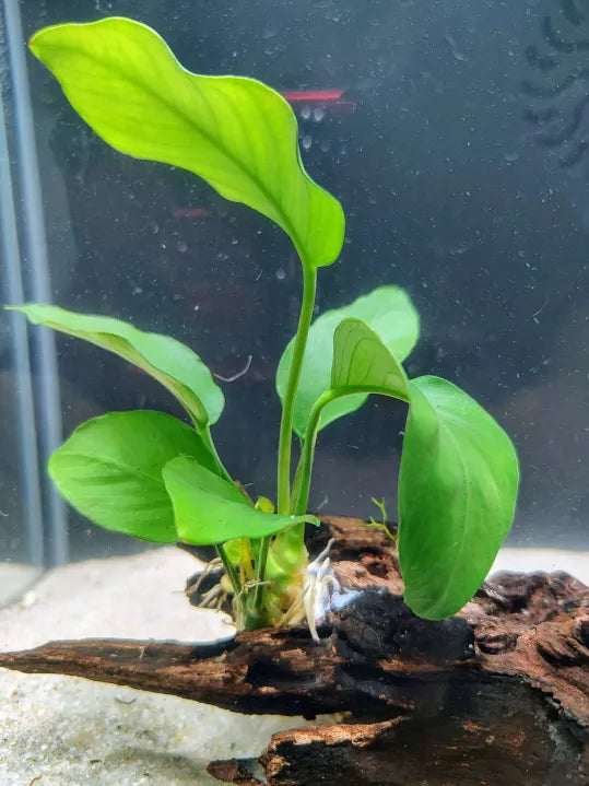 Anubias nana attached to driftwood in a low-light natural aquarium