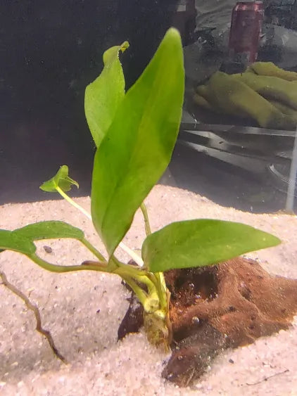 🌿 Anubias lanceolata – Narrow-Leaf Rhizome Plant for Midground Texture