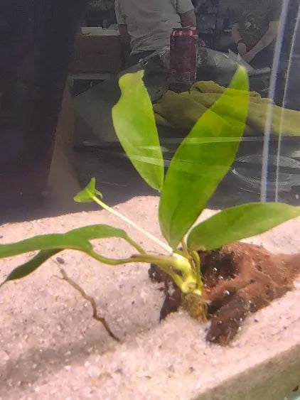 🌿 Anubias lanceolata – Narrow-Leaf Rhizome Plant for Midground Texture