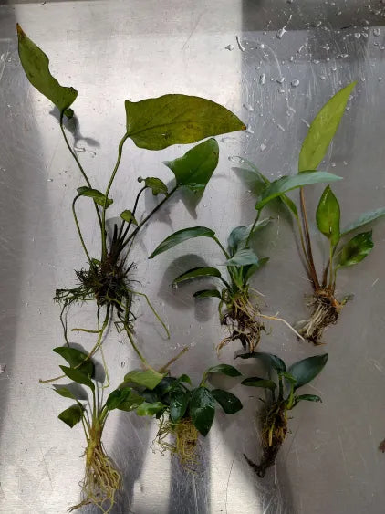 Anubias Pack – 6 Hardy Rhizome Plants (Farmer’s Choice)